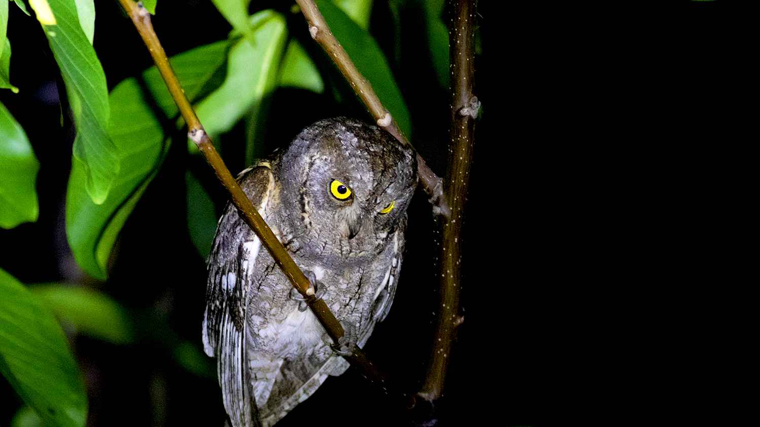 Eurasian Scops-Owl